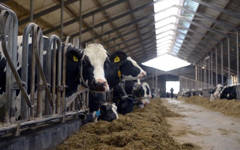 Controversy Surrounds Proposed Expansion of Minnesota Dairy Farm