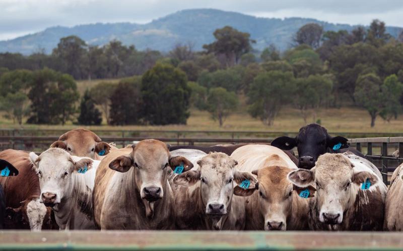 New Superbug Threatens Dairy and Human Health