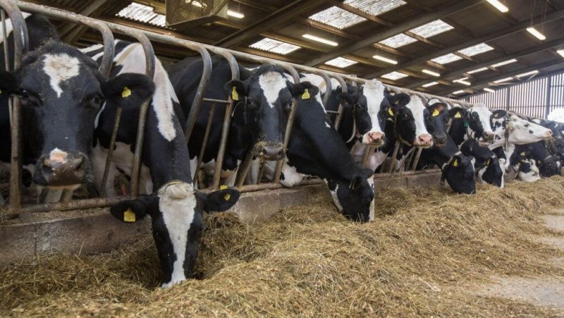 UK Dairy Farms Trial More Than 200 Emissions Measures