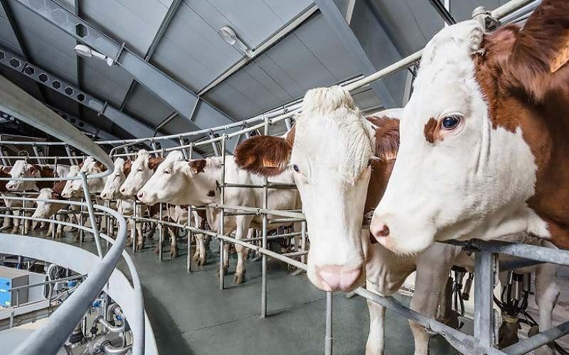 Robotic Milking and Rotary Carousels: Global Trends in Dairy Farming and Prospects for Kazakhstan