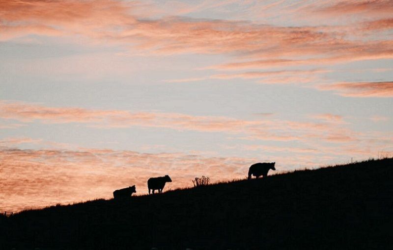 Australia: Anticipated Downturn in Milk Prices Poses Challenges for Dairy Industry