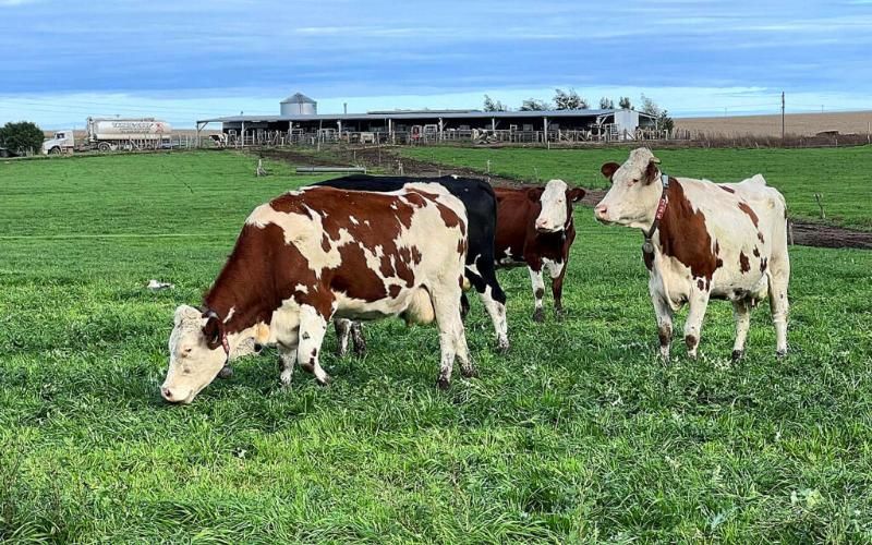 Argentinian Producers Bet on Dairy and Livestock