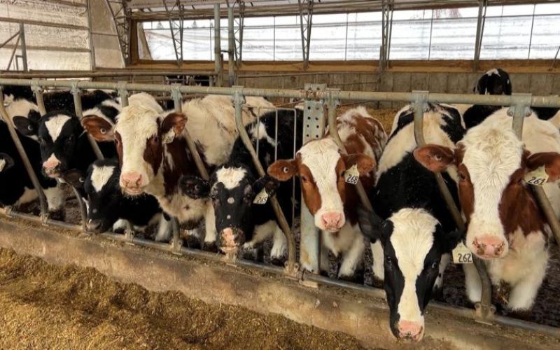 Canadian Dairy Farmers Face Uncertainty Amid U.S. Tariff Threats