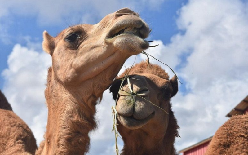India Pioneers the Camel Milk Revolution for Medicinal Use
