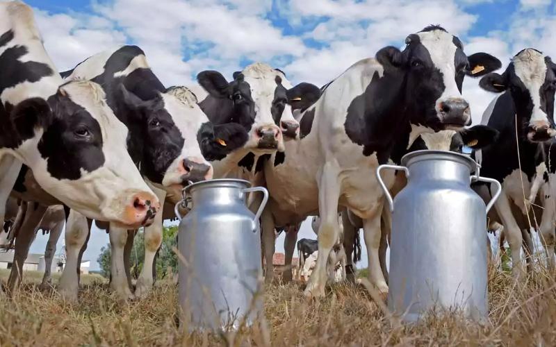 Yılın ilk sekiz ayında Rusya 23,3 milyon ton süt üretti - %0,3 artış