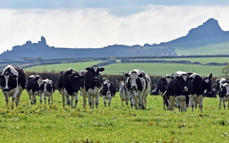 Welsh Dairy Industry Faces Economic Strain Amid Falling Milk Prices