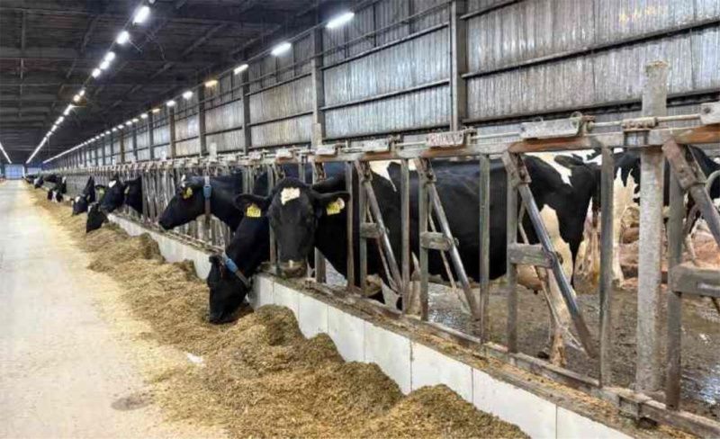 Fazenda Colorado Seeks Expansion Beyond Araras After Reaching Production Ceiling