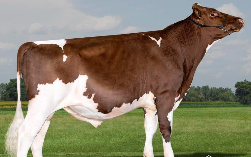 India importa toros Holstein de alto rendimiento para mejorar la genética lechera