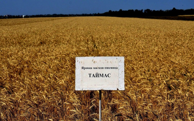 Казахстанские ученые запатентовали новый сорт зерна «Таймас»