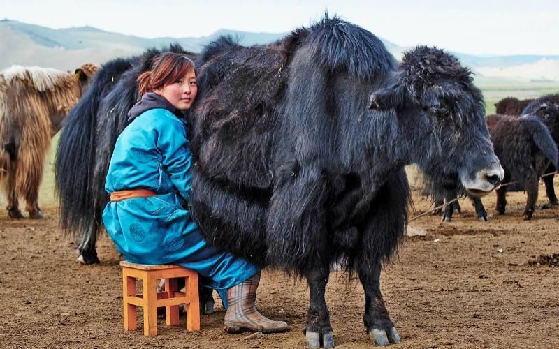 Yak Sütü Şemaları Bozuyor