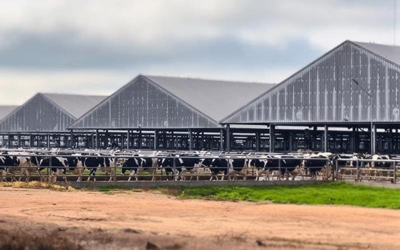 Prolesa, Uruguay'daki Süt Üreticilerine 5 Milyon Dolar Dağıtacak