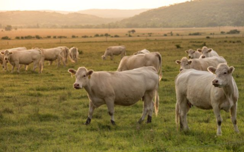 Irish Farmers Oppose EU-Australia Beef Deal