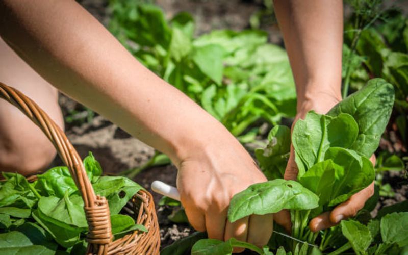 Туркестанская область Казахстана бьет рекорды по урожаю сельхозпродукции