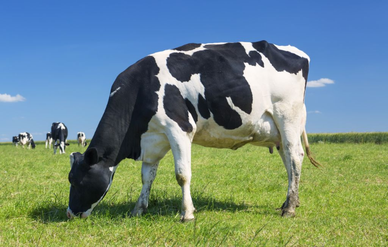 Оформлен состав официального жюри World Dairy Expo 2024.