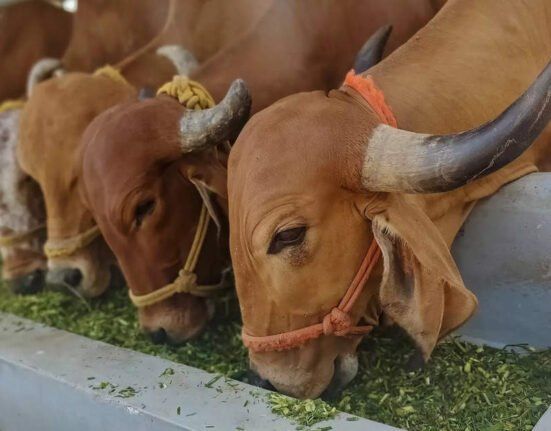 a2 Milk to Launch Paediatric Nutritional Supplements in China by 2026