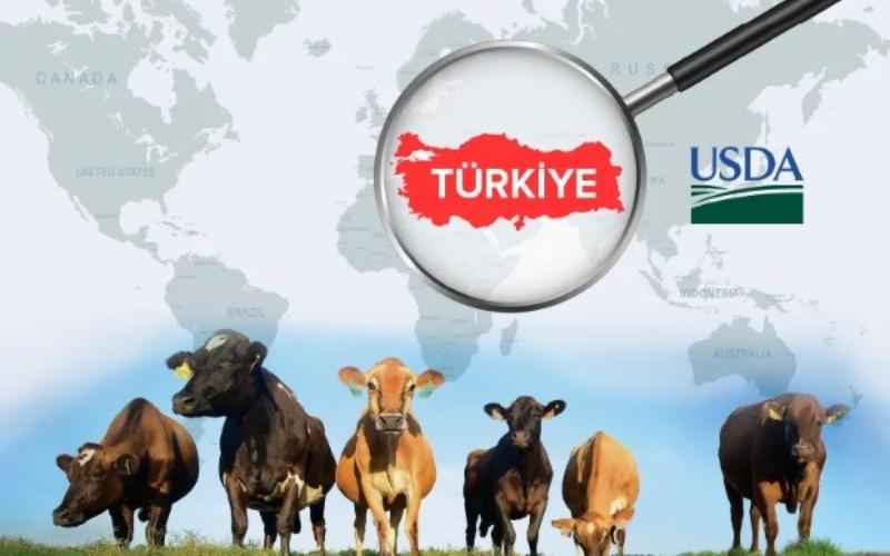 Türkiye 2025'te Süt Sığırı İhracatında Ana Hedef Ülke Oluyor