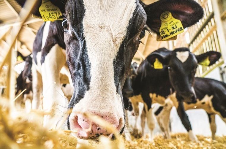 Scotland’s Rural College süt çiftlikleri için açık kaynaklı bir dijital ...