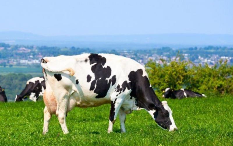 Consolidation Continues in Great Britain's Dairy Sector