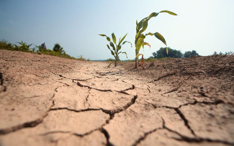 Water Scarcity Reduces Dairy Production in Colonia, Uruguay by 20%