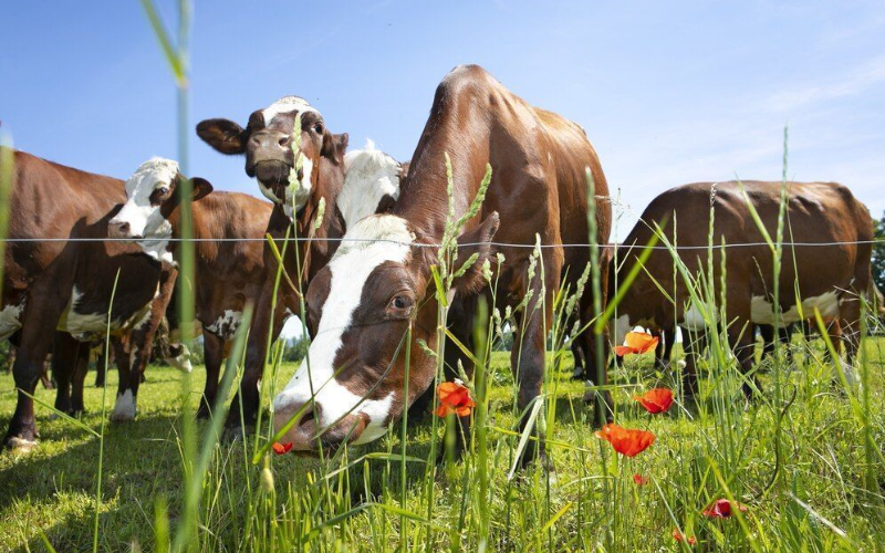 Uttar Pradesh's 50% Subsidy Boosts Indigenous Dairy Investment