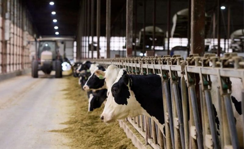 Cargill’s benchmark identifies features of elite dairy herds