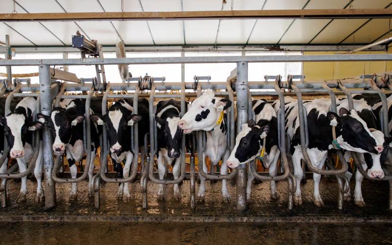 Kırmızı Nehir Yakınındaki Mega Süt Çiftliği Üzerine Endişeler Artıyor