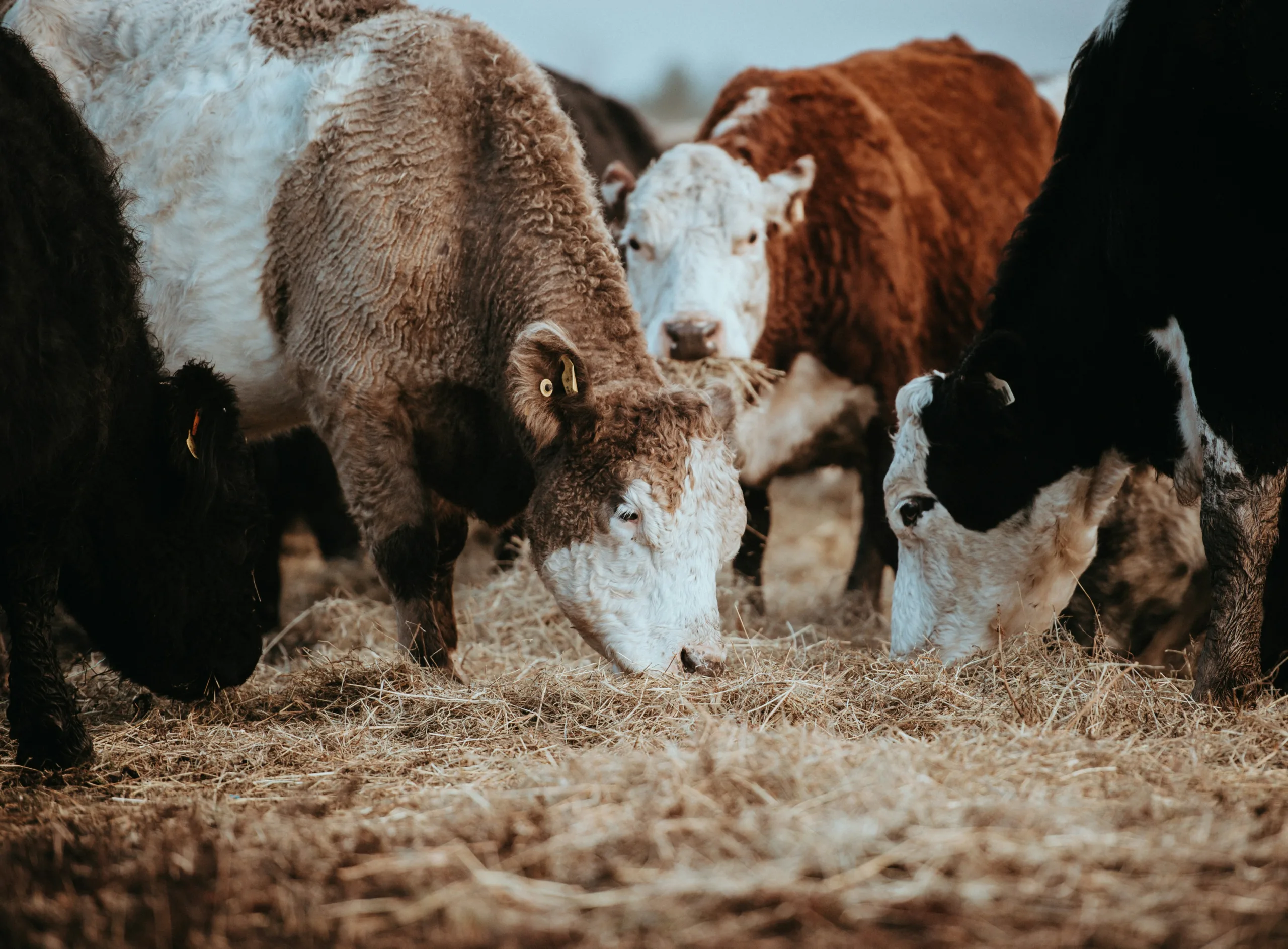 U.S. Hemp Industry Explores Animal Feed for Surplus Biomass