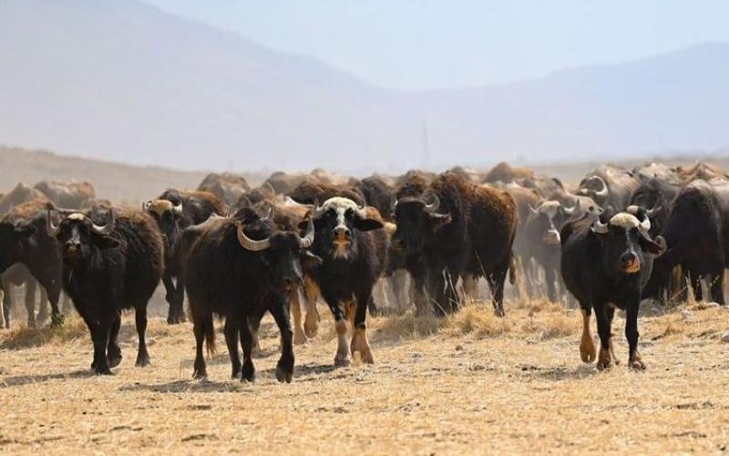Kurdistan Region Aims to Boost Dairy Production Amid Economic Diversification Efforts