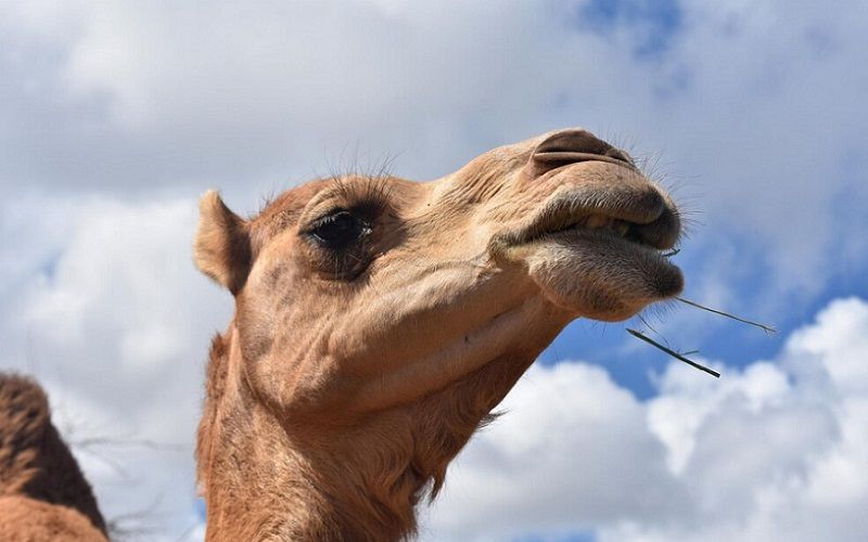 Триумф Summer Land Camels на Королевской сырной выставке в Сиднее