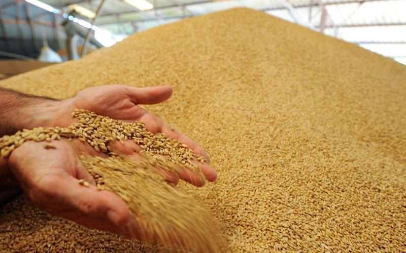Зерновой союз Казахстана прогнозирует рост цен на пшеницу на фоне сокращения запасов в России и Украине