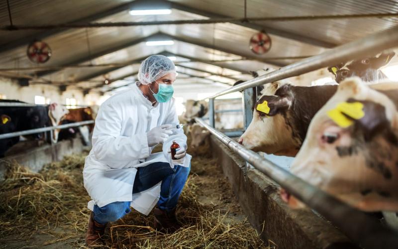 Impacto de la gripe aviar en la fertilidad de las vacas lecheras genera preocupación
