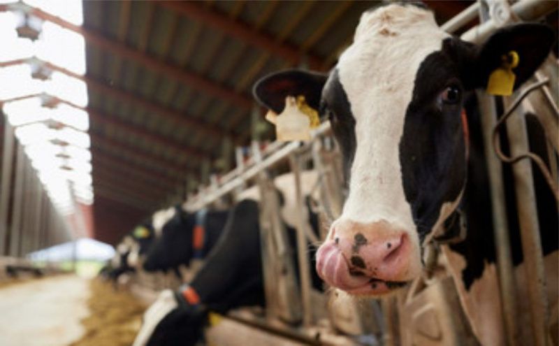 Rio Grande do Sul’s dairy industry operates at half capacity and loses market share