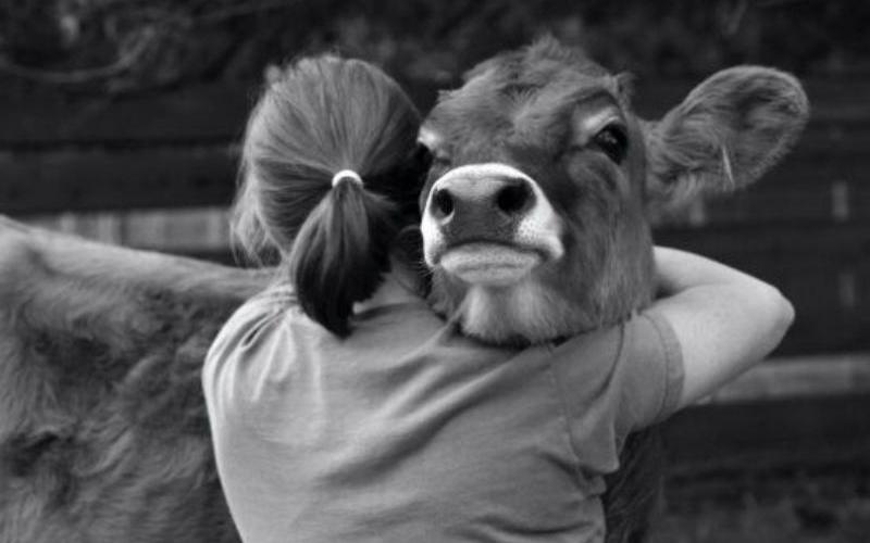 В Алтайском крае выявили пастереллез на предприятиях «Митпром» и «Эконива Алтай»