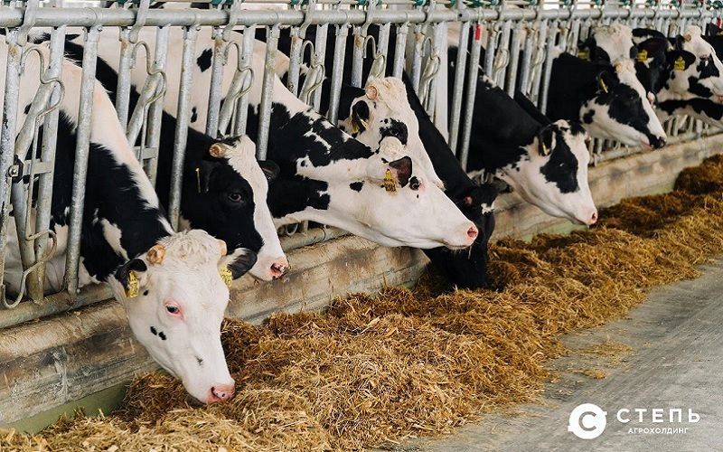 Агрохолдинг «СТЕПЬ» утроил производство молока за пять лет Агрохолдинг «СТЕПЬ» утроил производство молока за пять лет