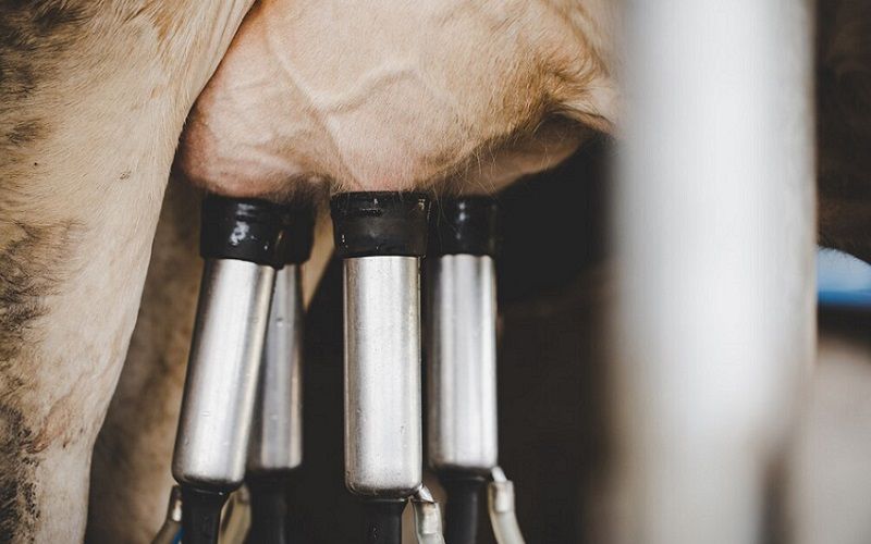 Los precios de la leche orgánica aumentan debido a las limitaciones de capacidad en el sector lácteo