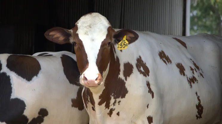 Heat Stress Management Becomes Central to U.S. Dairy Farming