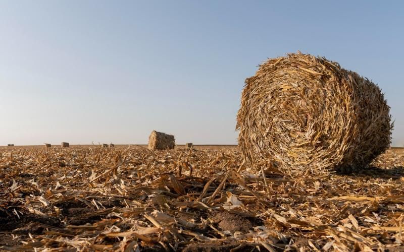 U.S. Alfalfa Producers Face Financial Losses Due to Rising Costs and Falling Prices