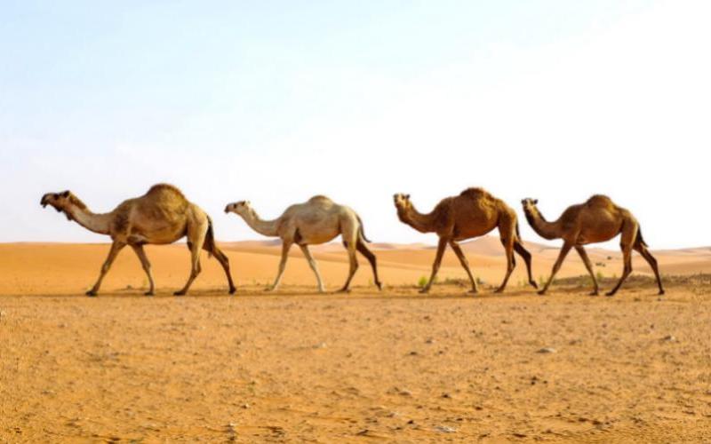 The History of Camels in the Kingdom of Saudi Arabia and the State’s Role in Supporting the Sector
