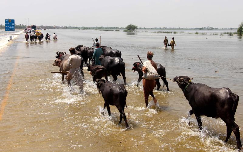 PDFA Distributes High-Yield Buffaloes to Aid Flood-Affected Farmers in Punjab