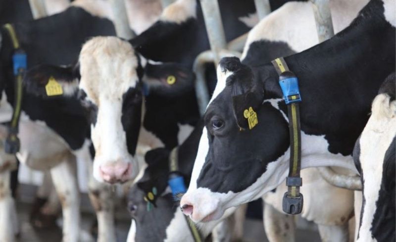 Technology Brings Younger Managers Into Dairy Production