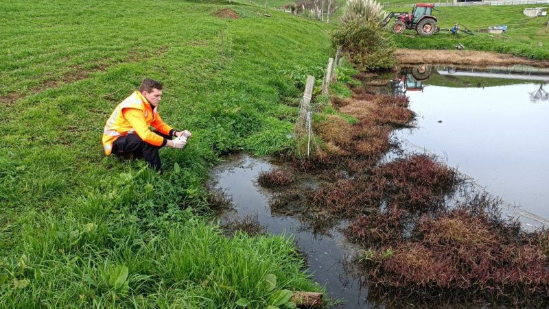 Waikato Çiftçilerine Süt Pisliği İhlalleri Nedeniyle 108,000 Dolar Ceza