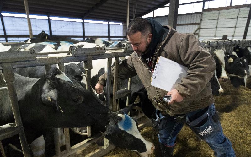 Dairy Crisis: 42% of Mexican Producers Cut from Federal Support