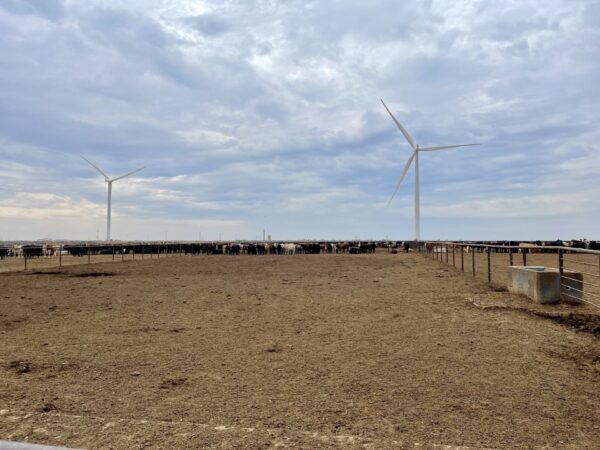 USDA Cattle Placement Anomalies Linked to Beef-on-Dairy Trends