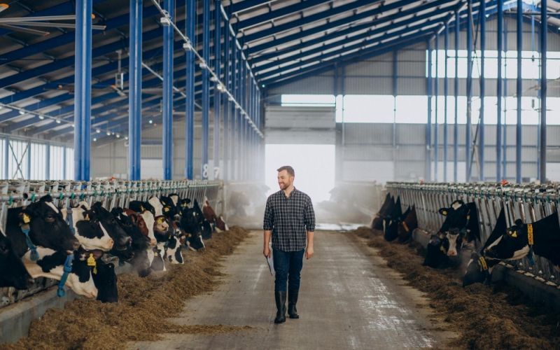 Unións Agrarias Demands Price Hike to Counter Milk Production Decline