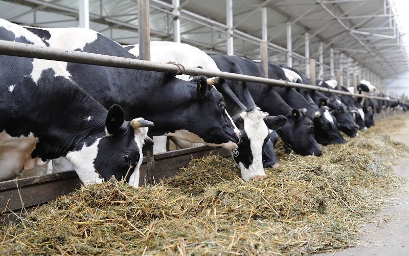 В Павлодарскую область доставлена первая партия племенных нетелей для новой молочно-товарной фермы