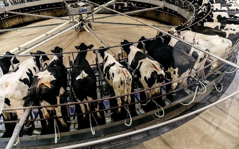 Дефицит рабочей силы и экономические проблемы влияют на молочную промышленность США