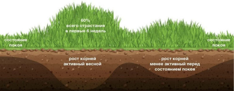 Good Roughage in Goat Farming Increases Milk Production