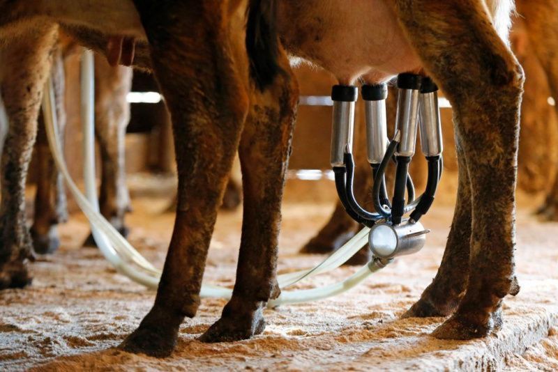 Bağımsız Süt Üreticileri, Denetim Ücretleri Üzerine USDA'ya Dava Açtı