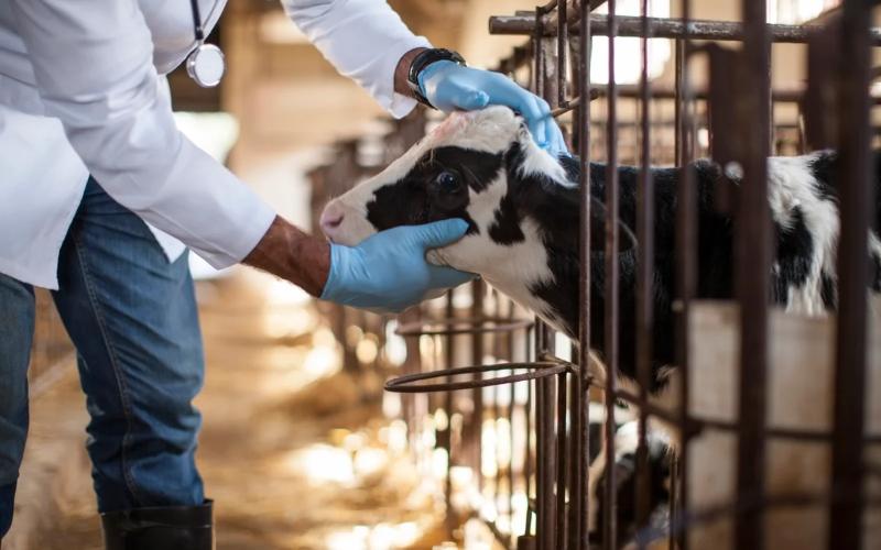 New mRNA Vaccine Aims to Protect Dairy Cows from Bird Flu