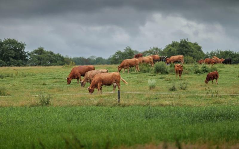 UK Dairy and Beef Farms May Face New Environmental Permit Costs